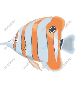  Bright butterfly fish