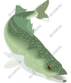  Realistic fish