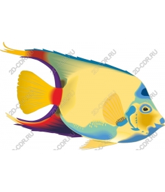  Colorful Fish