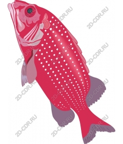  Bright red tropical fish