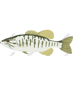 Largemouth bass