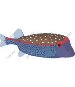  Bright colorful fishes