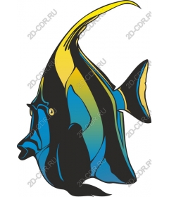  Bright colorful fishes