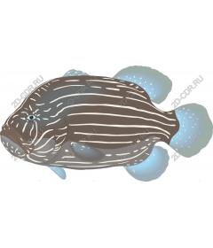  Striped fish