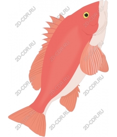  Bright fish