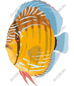 Tropical fish-discus