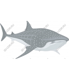  The whale shark