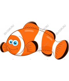  Fancy clown fish