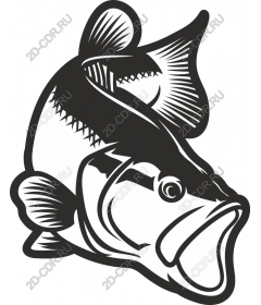  Bass