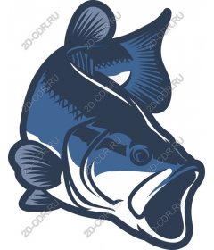 Bass