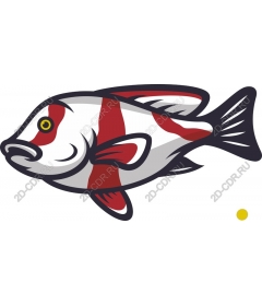  Bright red and white fish