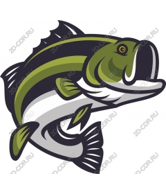  Bright fish-bass