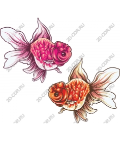  A collection of live goldfish