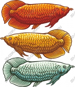  Bright goldfish