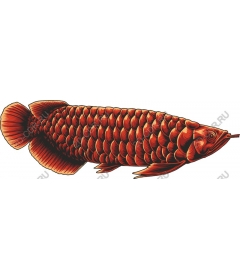  Bright red fish