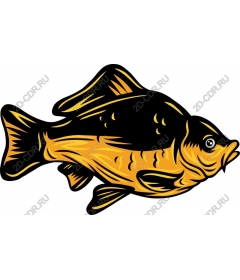  Vivid goldfish