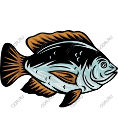  Bright fish