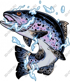  Bright trout