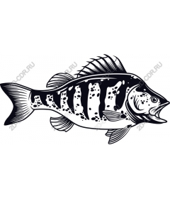  Striped bass