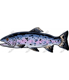  Rainbow trout