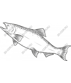 Salmon of the highest quality