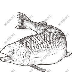  trout