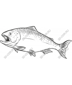  Salmon
