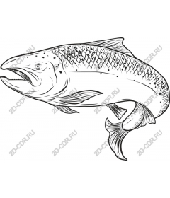 Salmon