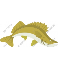  Fish a pike perch