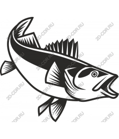  Bold fish