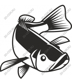  Amazing fish-bass