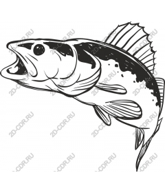  Bass