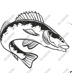  Amazing fish