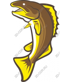  Bright trout