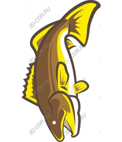  Bright stylized fish