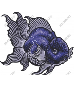  Bright blue goldfish