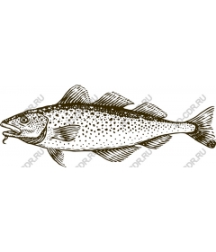 Vintage trout
