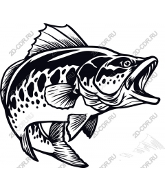  Bass