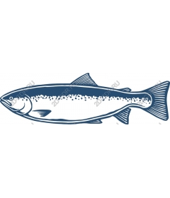 Salmon of the highest quality
