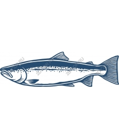 Salmon fish