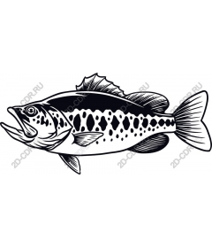 Spotted bass premium