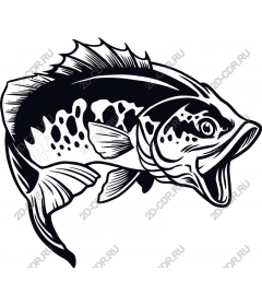  Bright fish