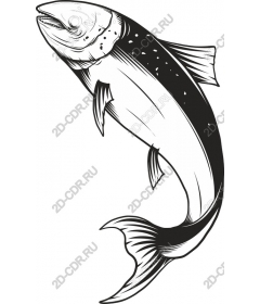 Amazing fish