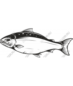  Salmon