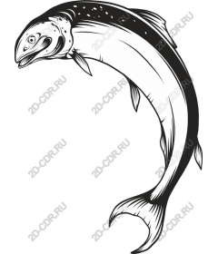  Salmon and