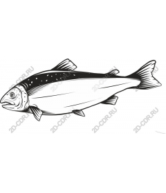 Salmon fish