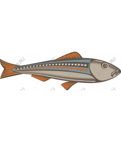  Bright fish