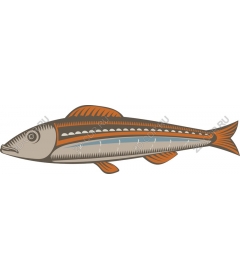  Bright fish