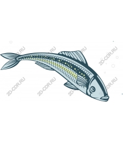  Bright fish