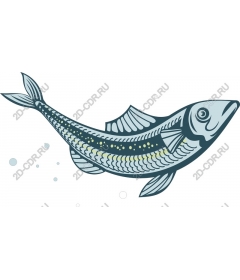  Amazing fish